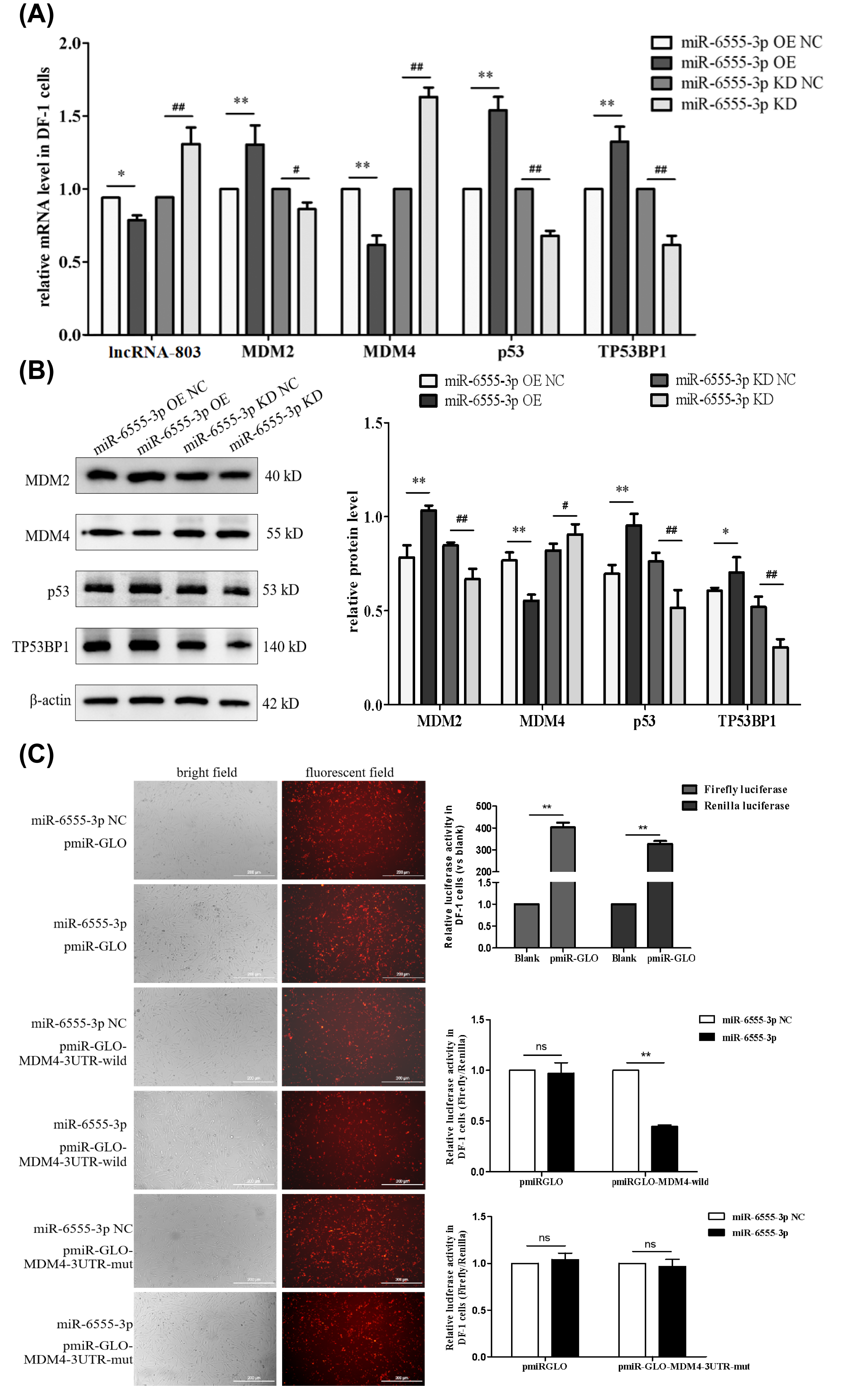Genes 17 00440 g004 Genes 17 00440 g004