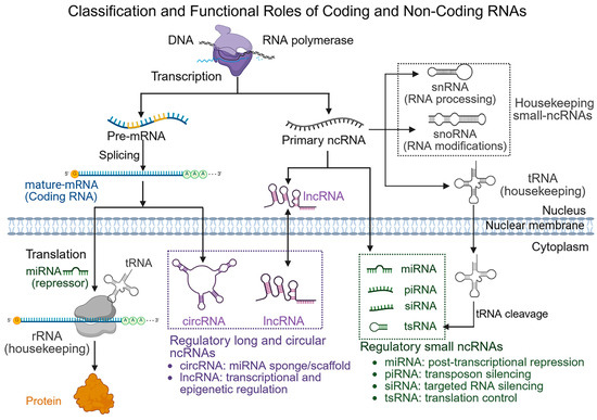 Non-Coding RNAs in Cancer: Decoding Regulatory Networks for Liquid