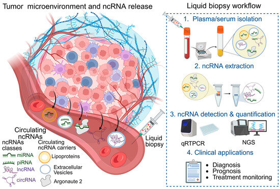 Non-Coding RNAs in Cancer: Decoding Regulatory Networks for Liquid