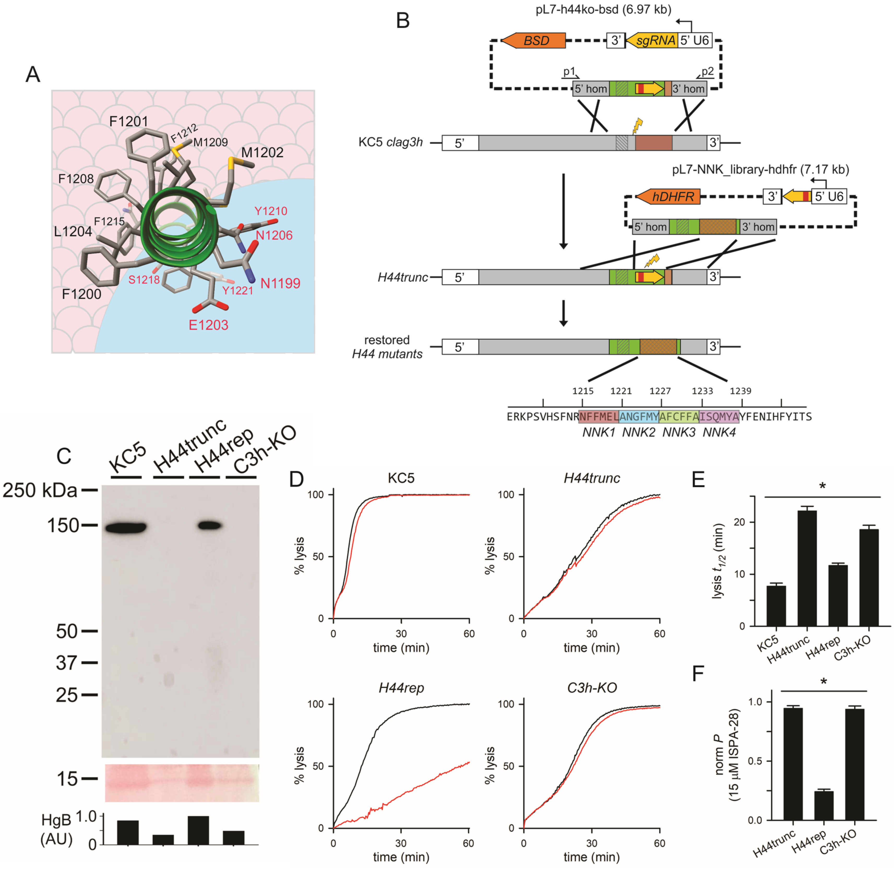 Genes 17 00462 g001