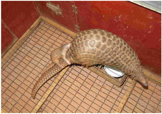 Identification of the Complete Mitochondrial Genome of the Malayan