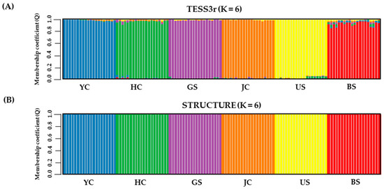 Genetic Variation and Spatial Genetic Structure of Eleocharis