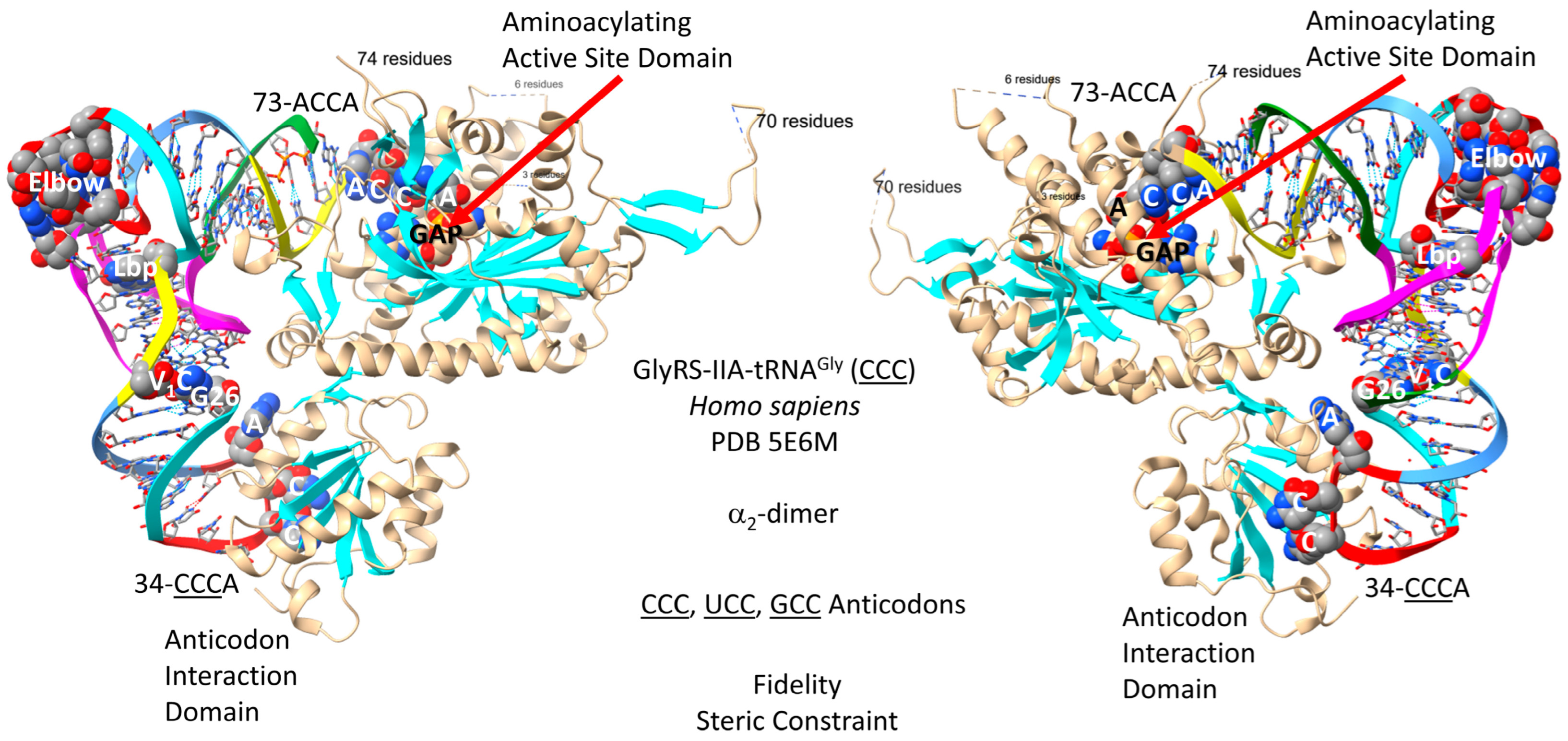 Genes 17 00544 g003 Genes 17 00544 g003