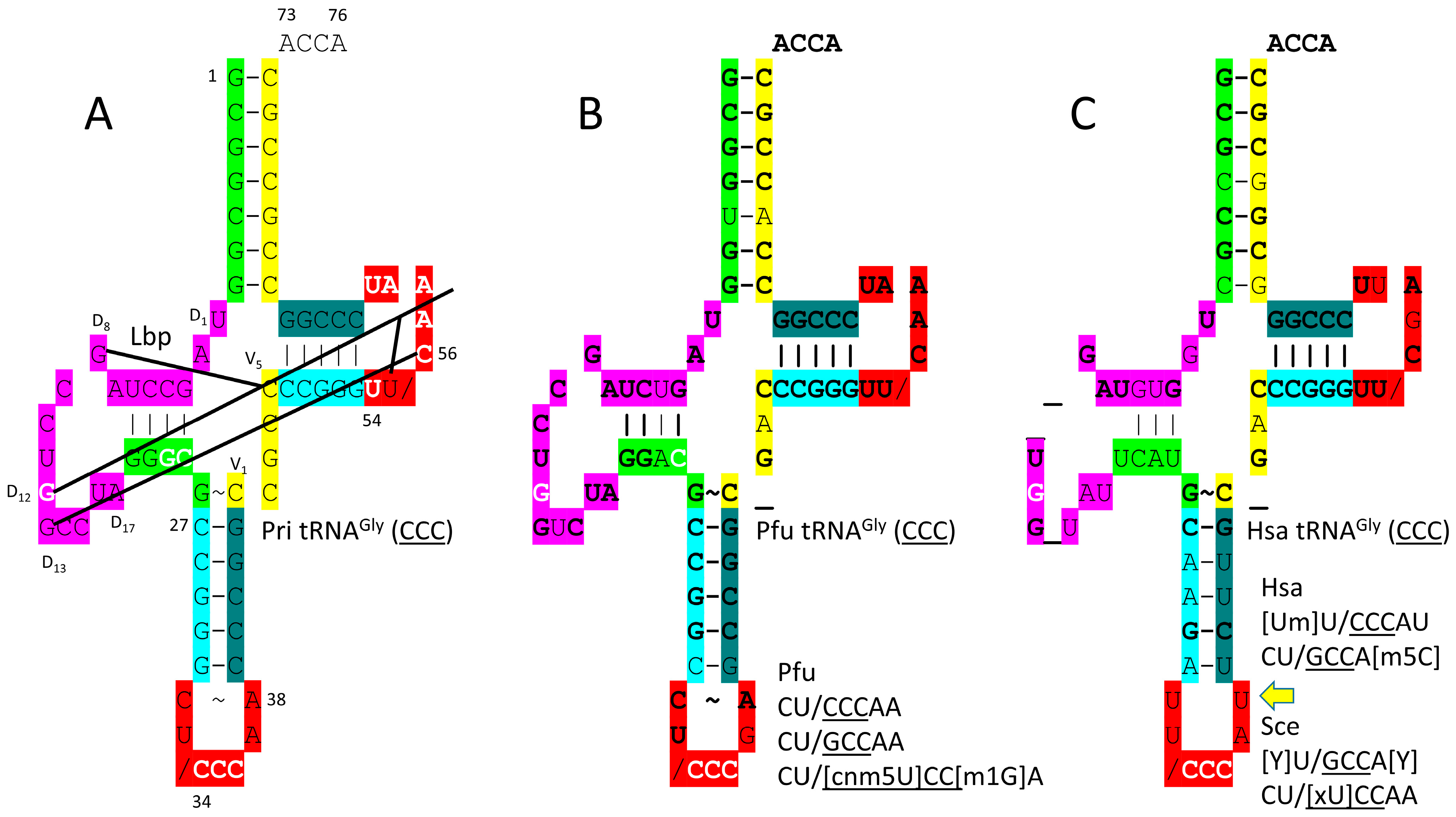 Genes 17 00544 g004 Genes 17 00544 g004