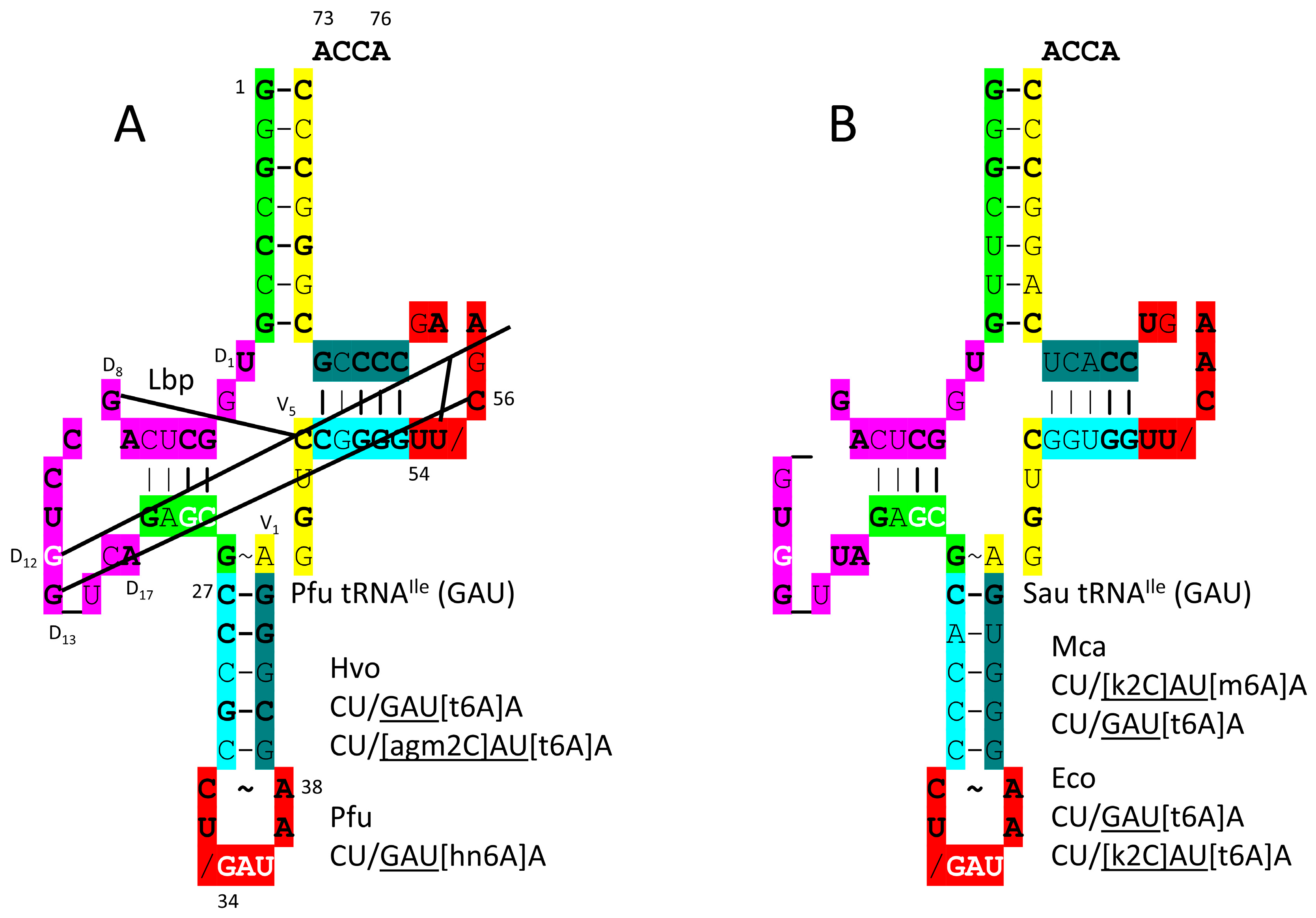 Genes 17 00544 g008 Genes 17 00544 g008