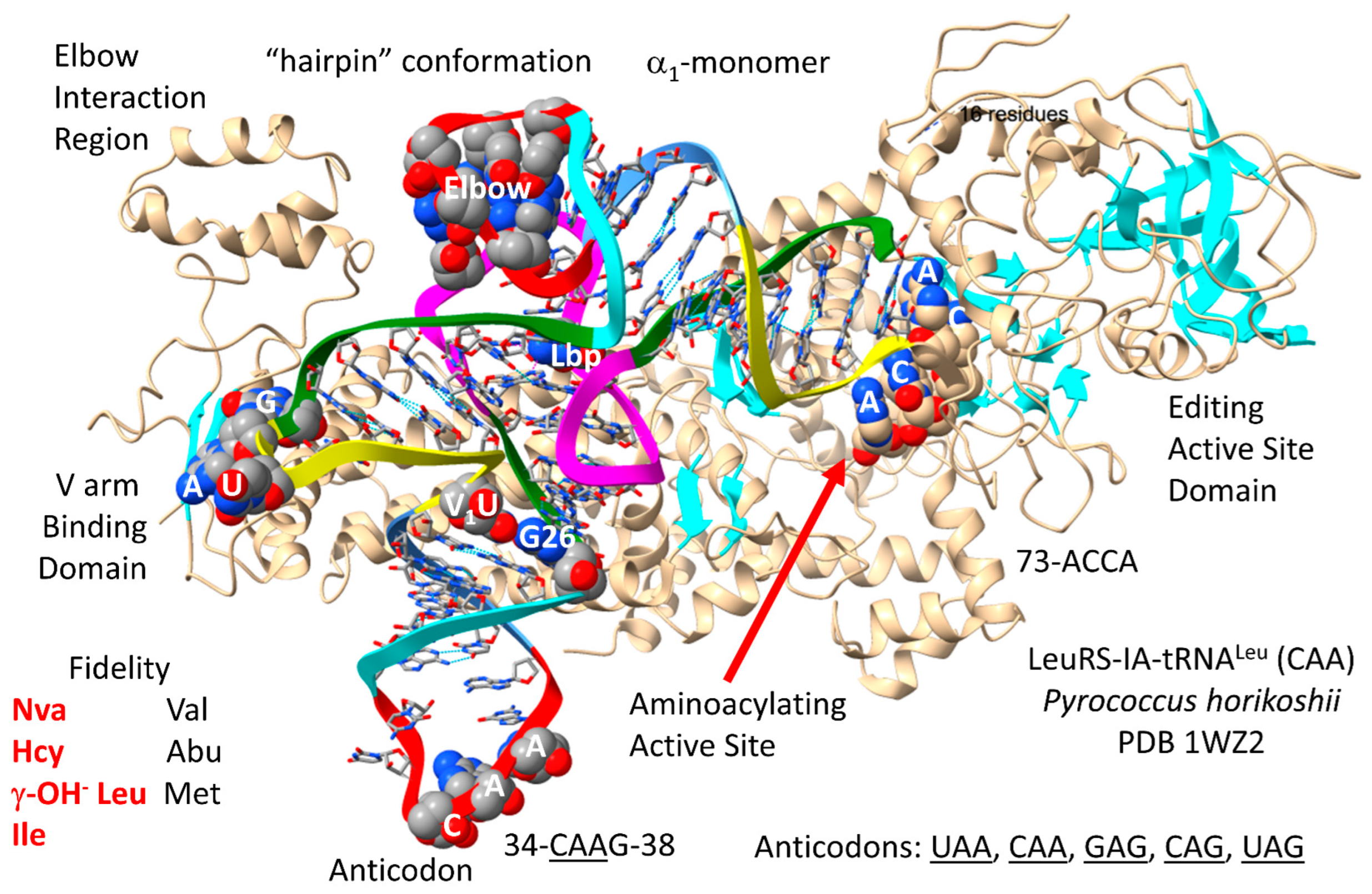 Genes 17 00544 g011 Genes 17 00544 g011