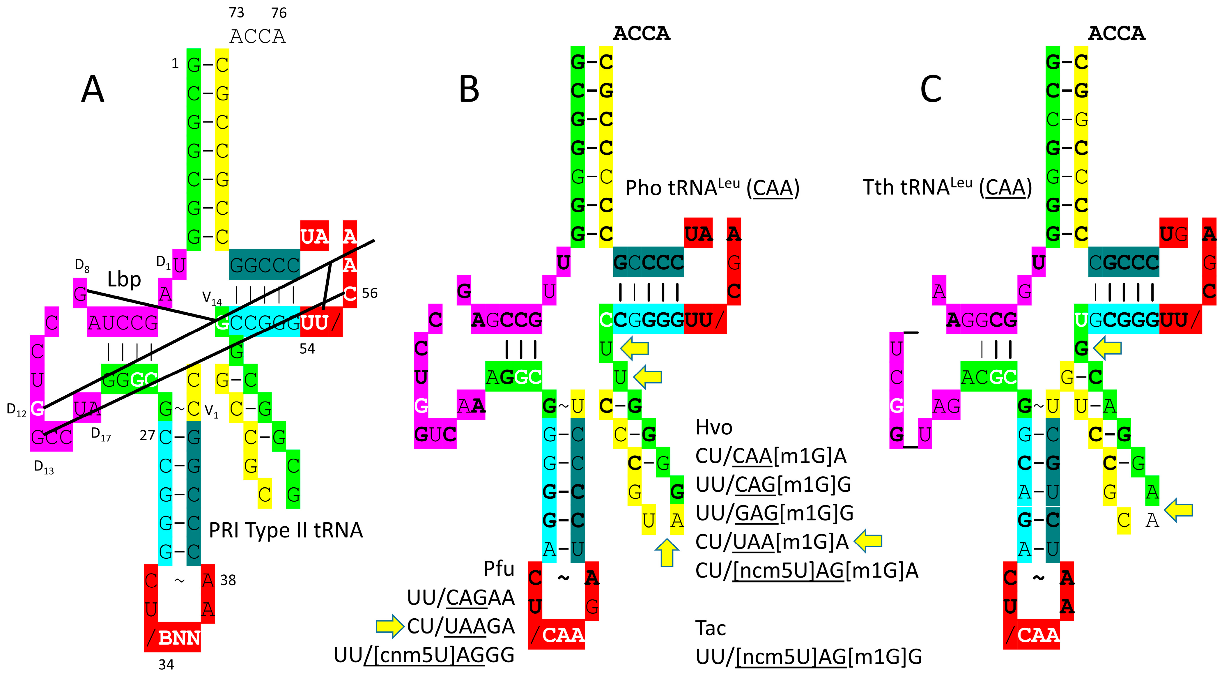 Genes 17 00544 g012 Genes 17 00544 g012
