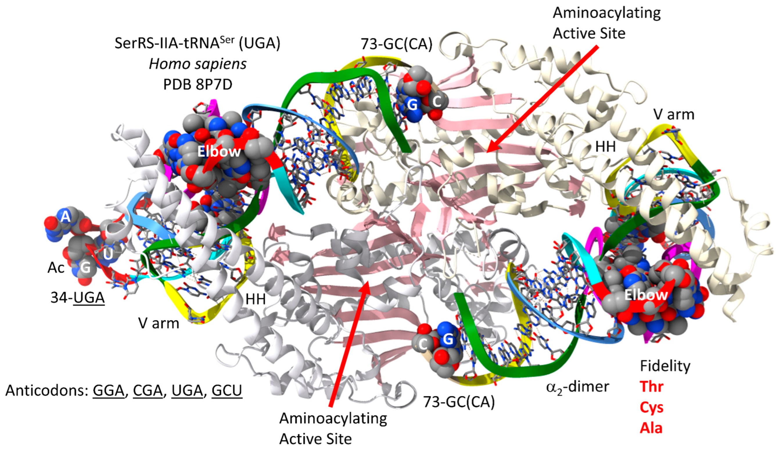 Genes 17 00544 g013 Genes 17 00544 g013