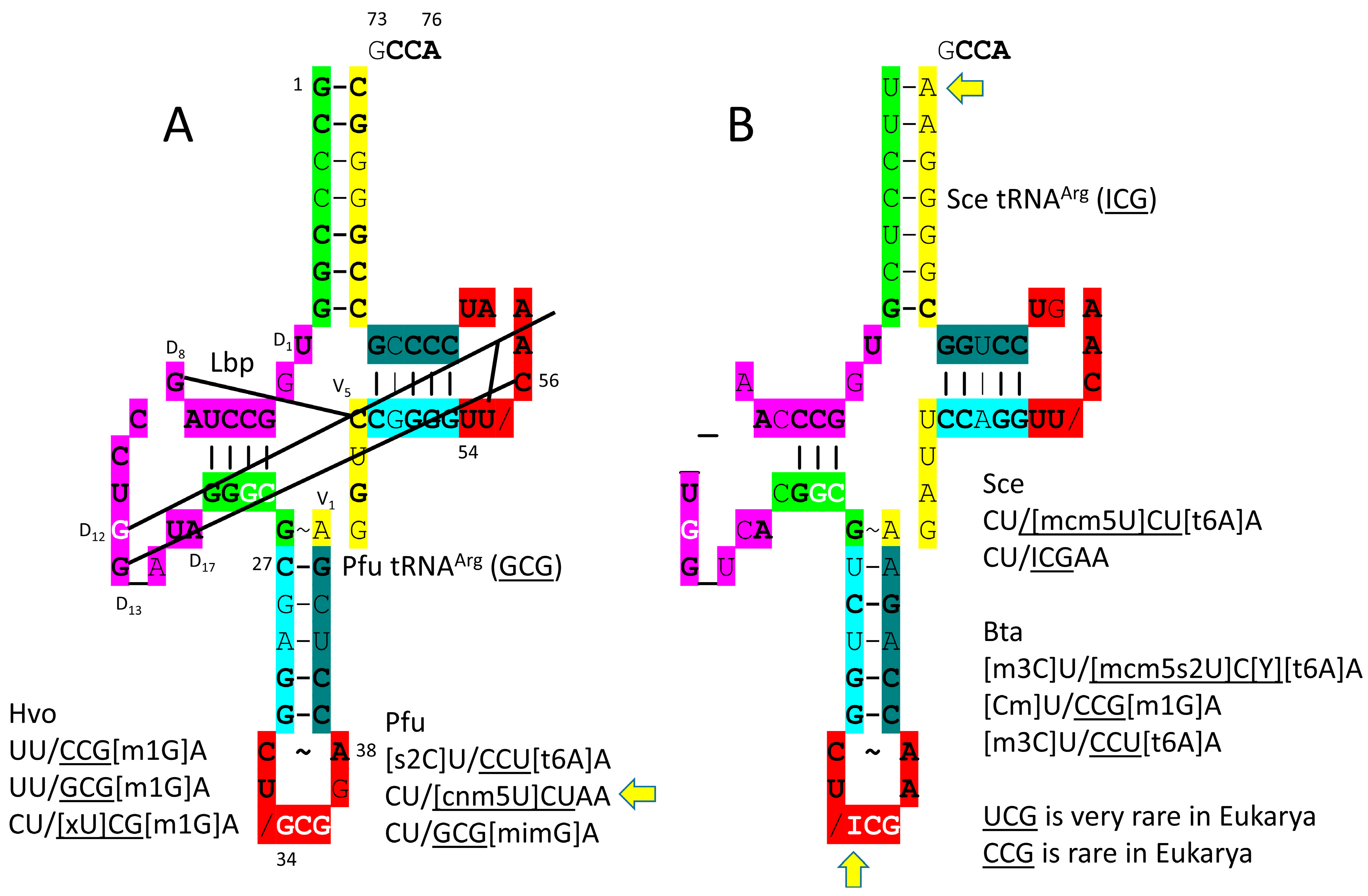 Genes 17 00544 g016 Genes 17 00544 g016