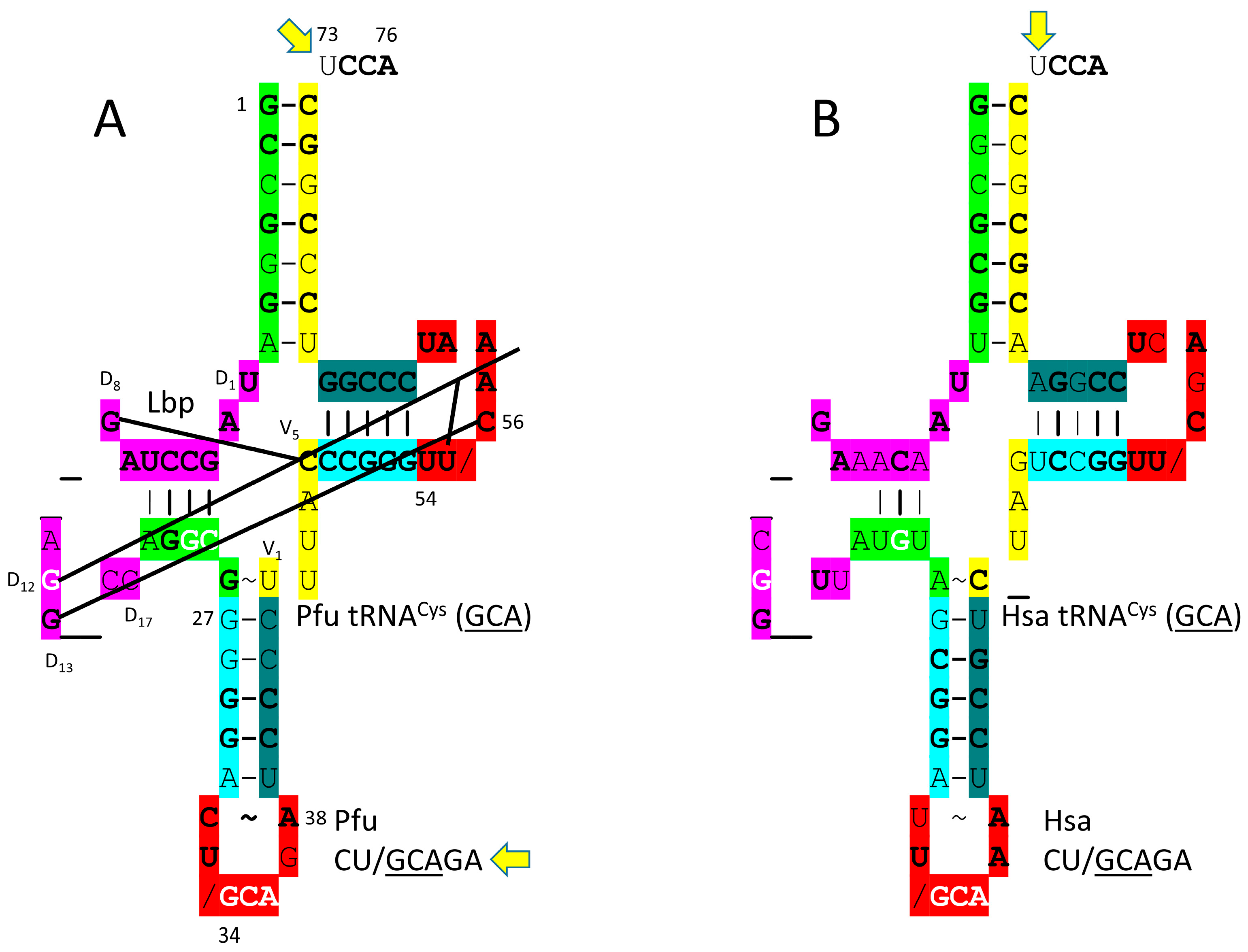 Genes 17 00544 g018 Genes 17 00544 g018