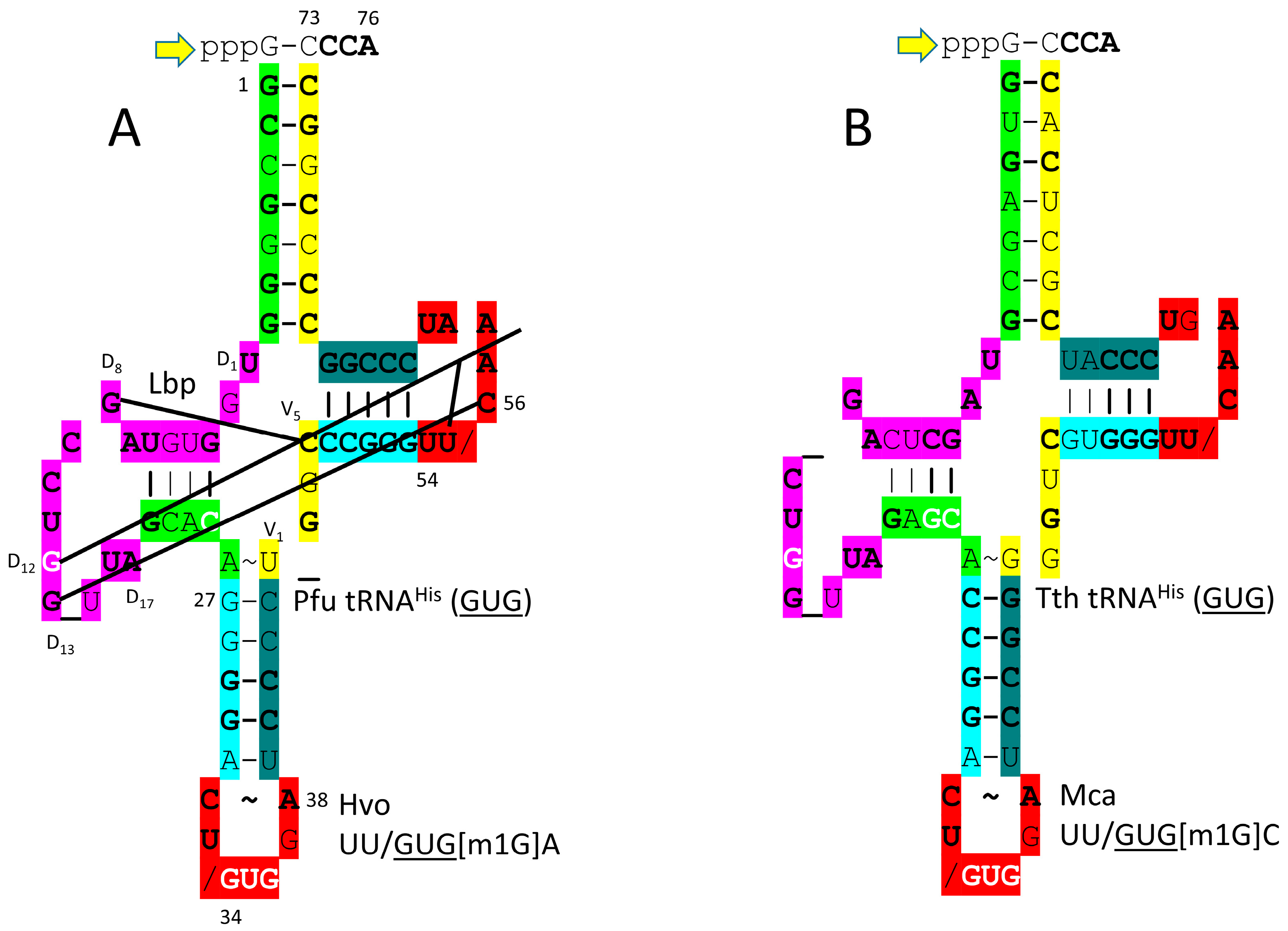 Genes 17 00544 g027 Genes 17 00544 g027