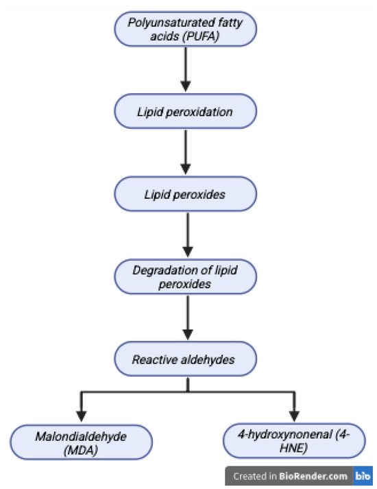 Oxidative Stress in Migraine—Effect or Cause?