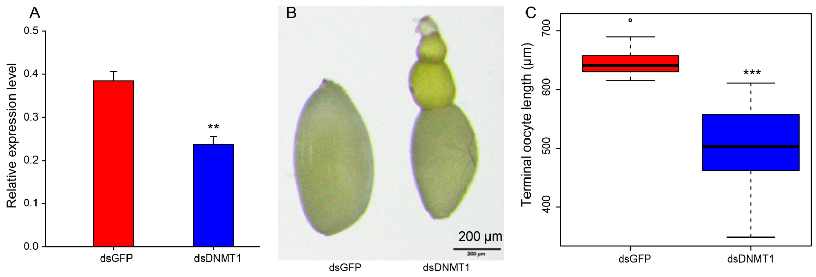 Genes 17 00641 g003 Genes 17 00641 g003