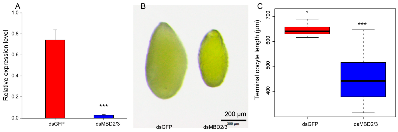 Genes 17 00641 g004 Genes 17 00641 g004