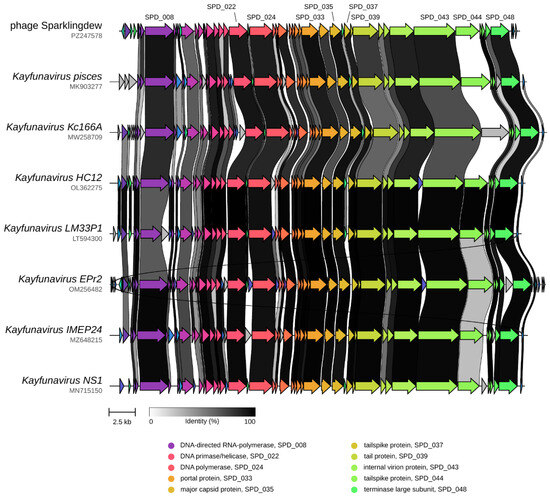Isolation and Genome Characterization of Escherichia Phage vB_EcoA
