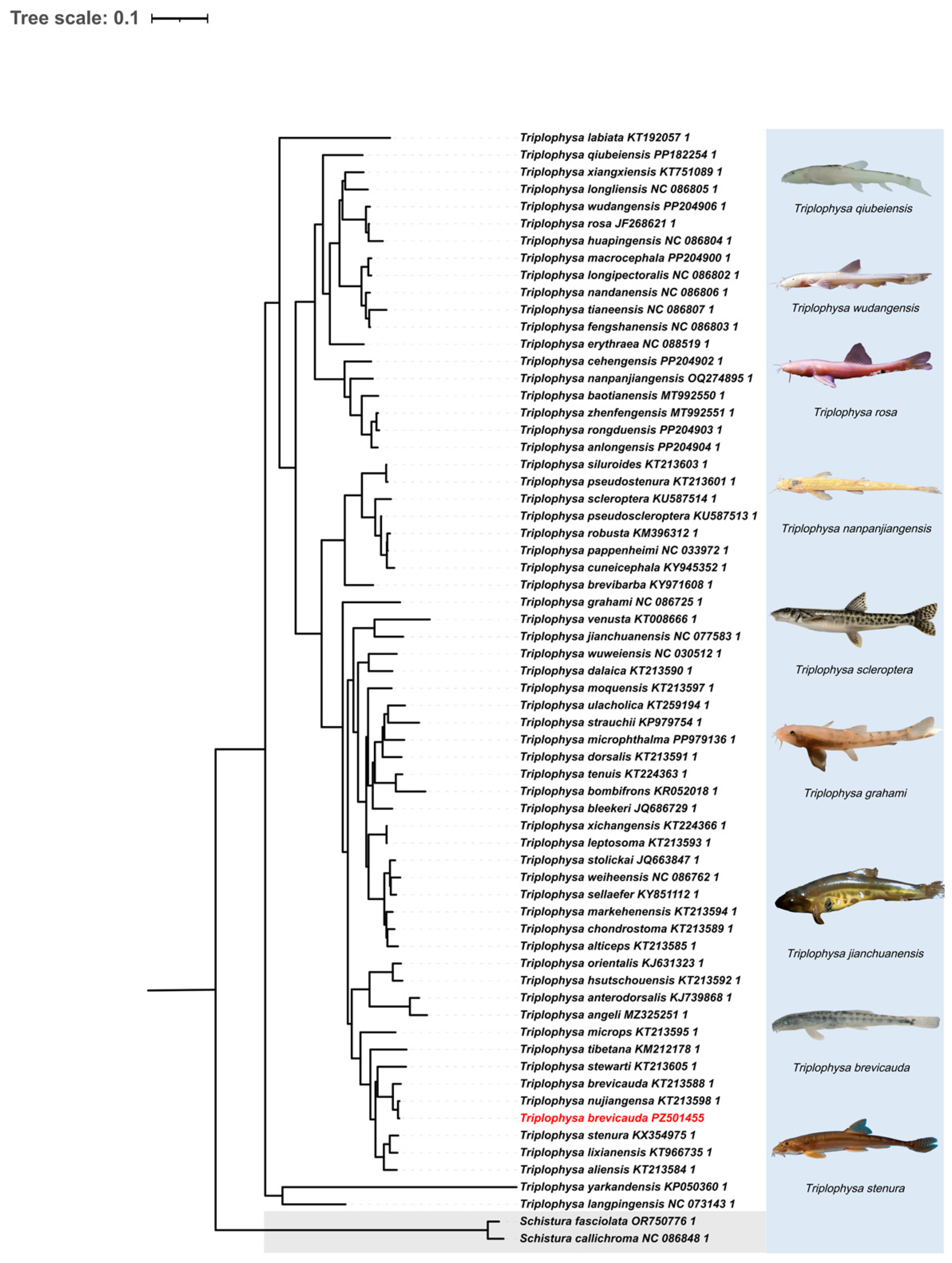 Genes 17 00734 g002