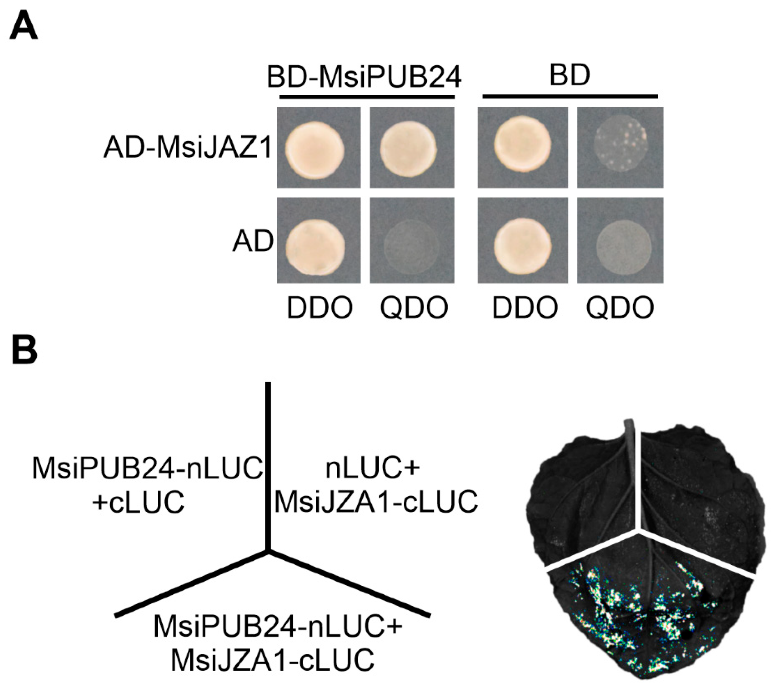 Genes 17 00742 g006 Genes 17 00742 g006