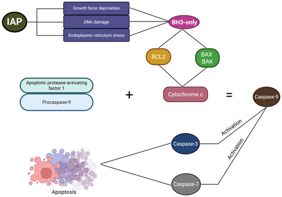 アクチベーター The Role of Long Non-Coding RNAs in the Pathogenesis of Coronary