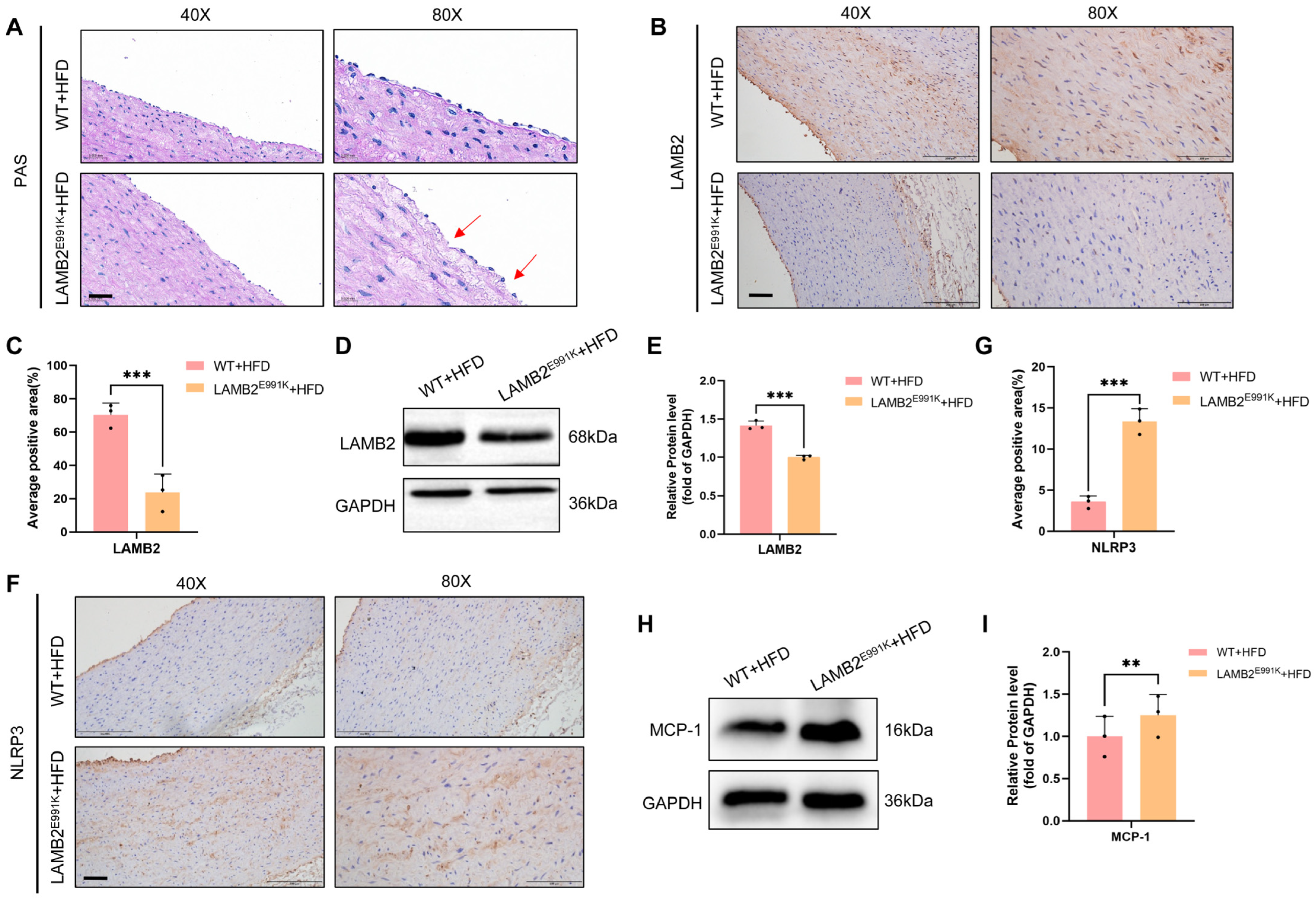Genes 17 00820 g004 Genes 17 00820 g004