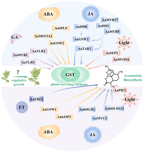 Breaking the Growth–Defense Trade-Off: bHLH Transcription Factors