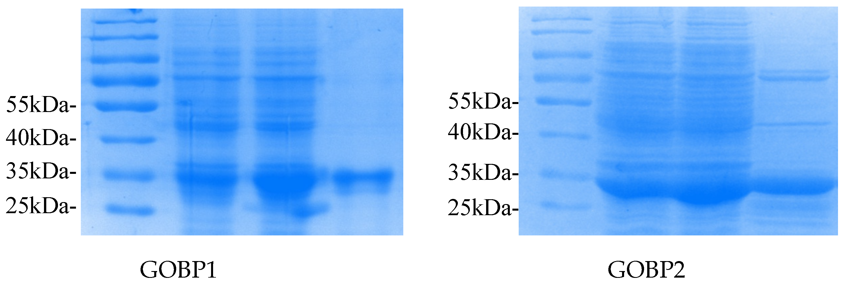 Genes 17 01051 g007 Genes 17 01051 g007