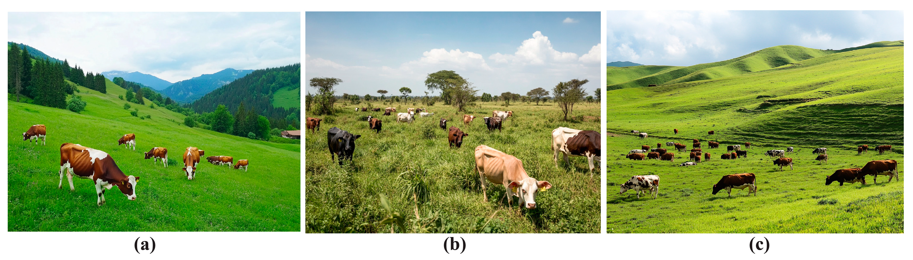 Geographies 05 00009 g007