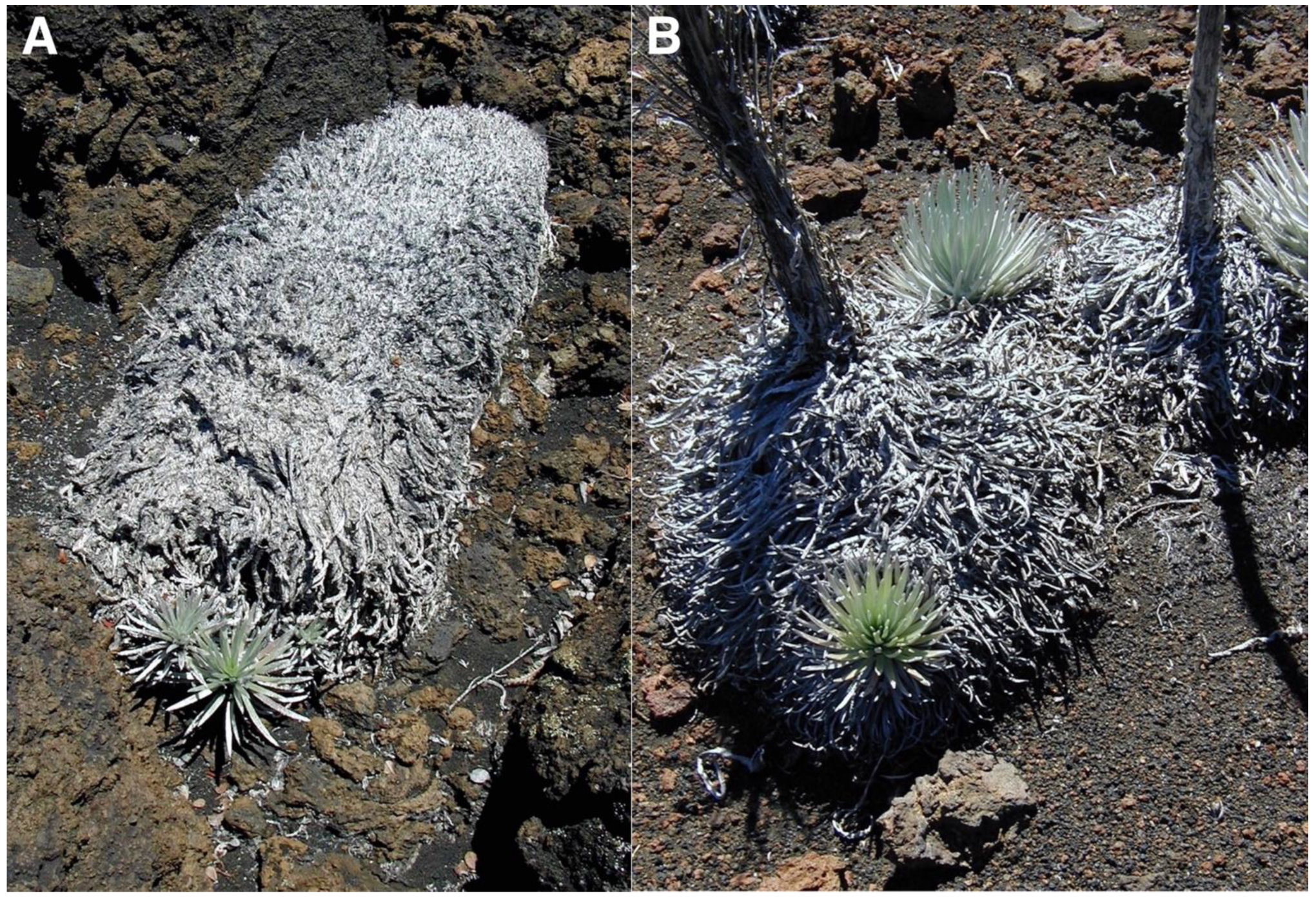 Geographies 05 00013 g021