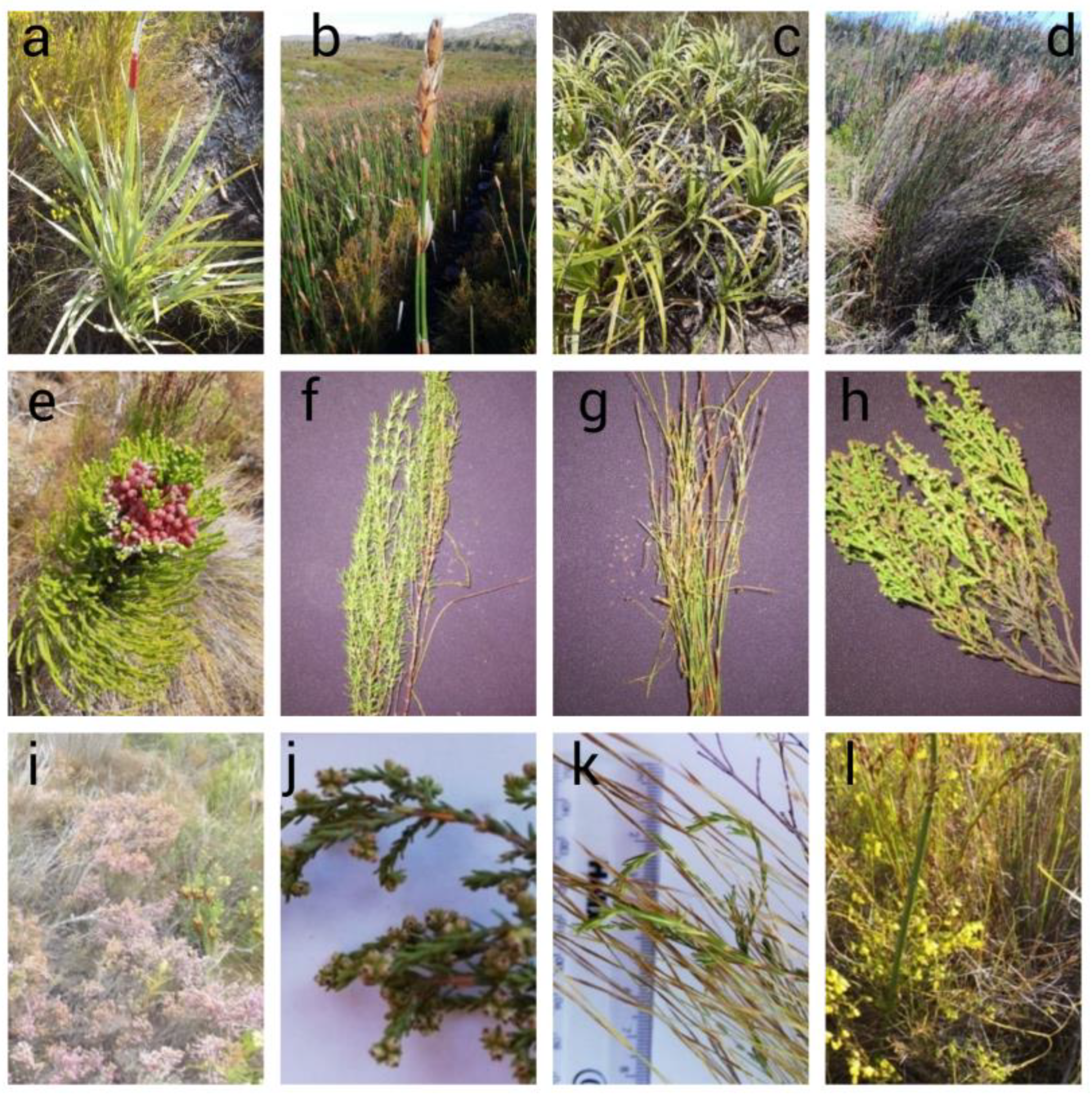 Geographies 05 00060 g002