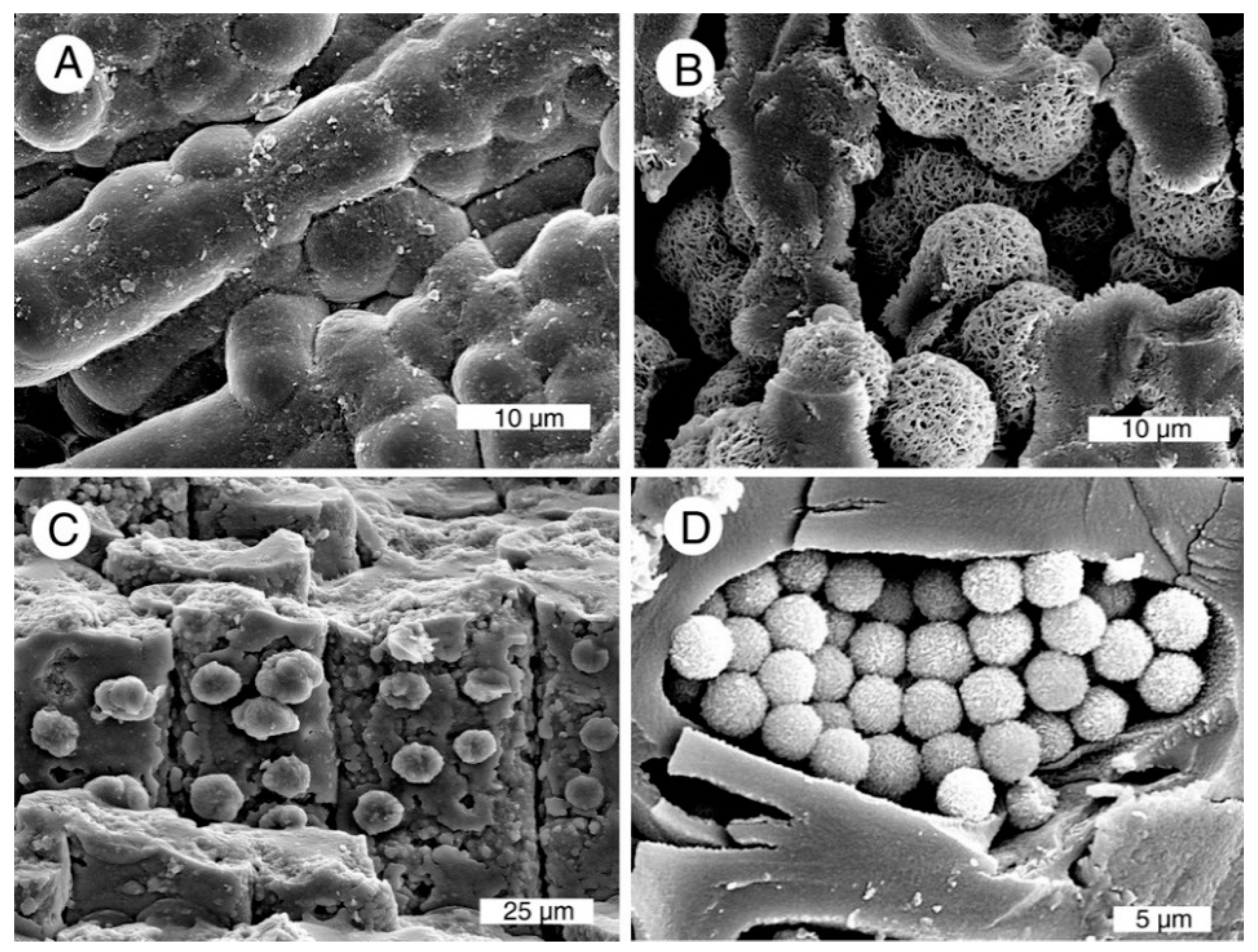 Geosciences 05 00286 g006 1024