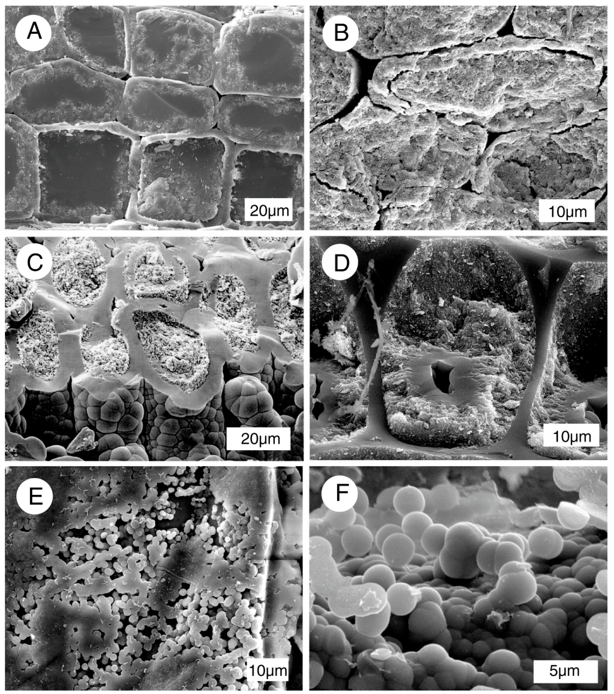 Geosciences 07 00119 g004 550