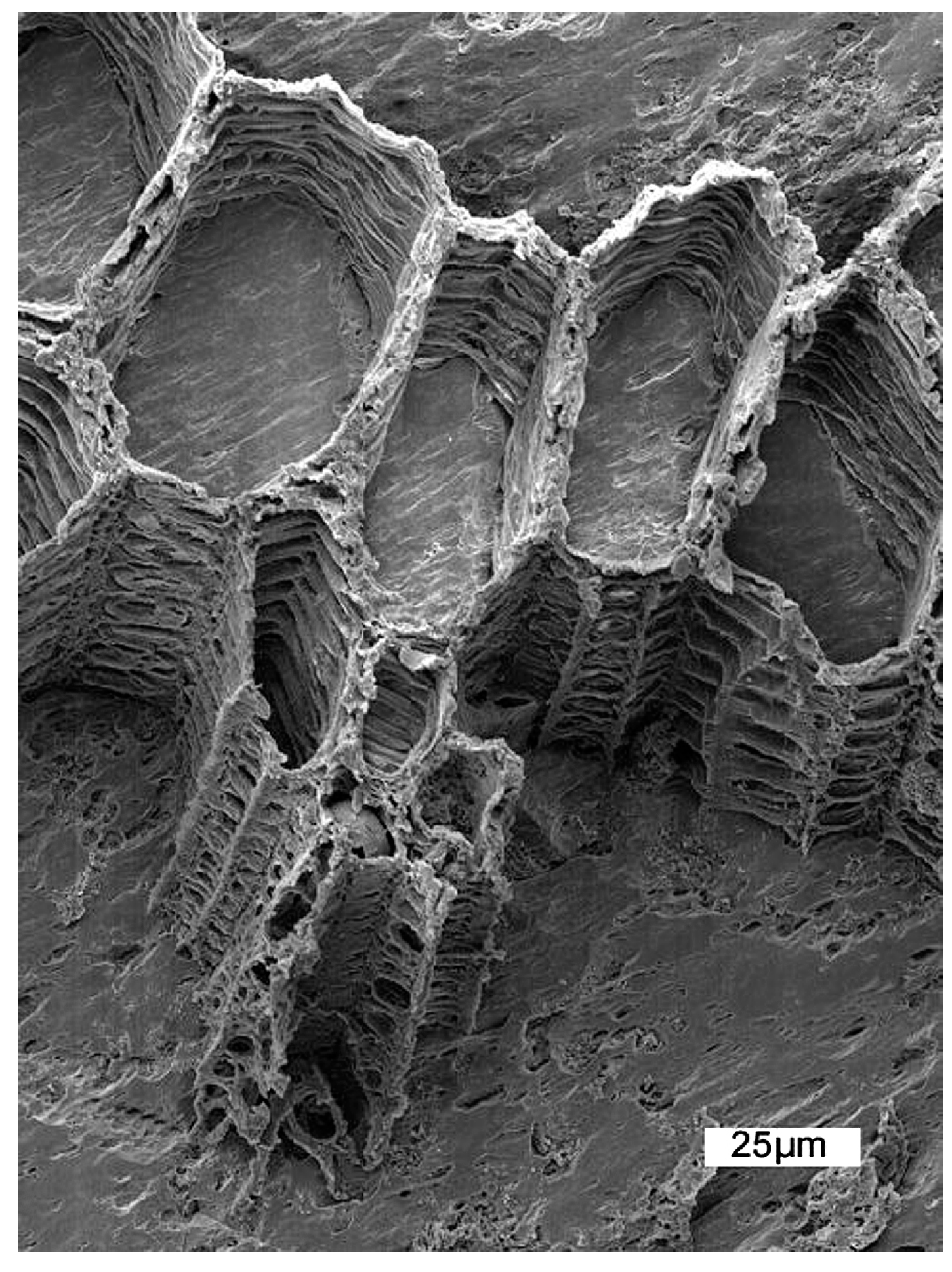 Geosciences 07 00119 g007 550