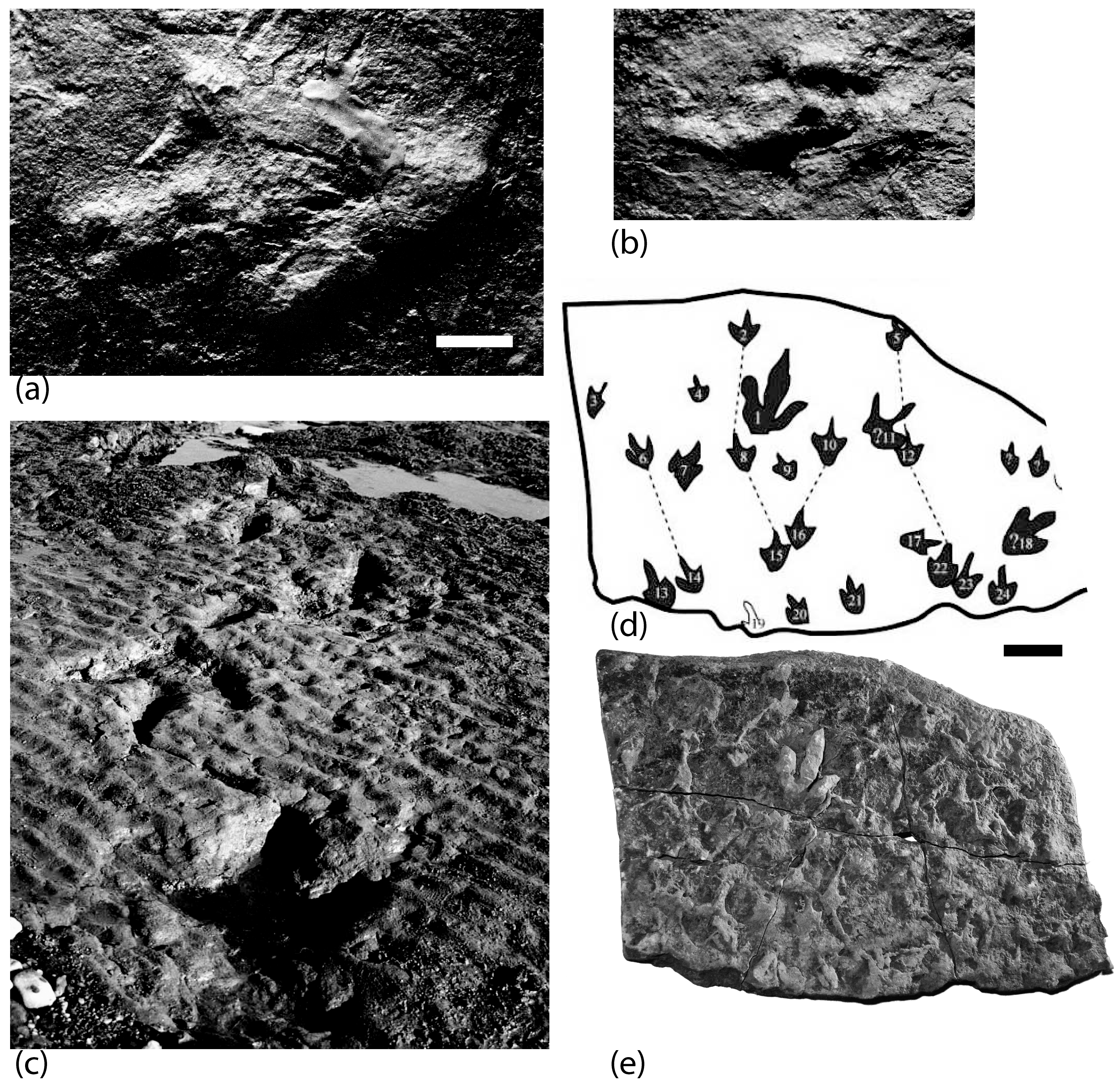 Geosciences 08 00053 g005