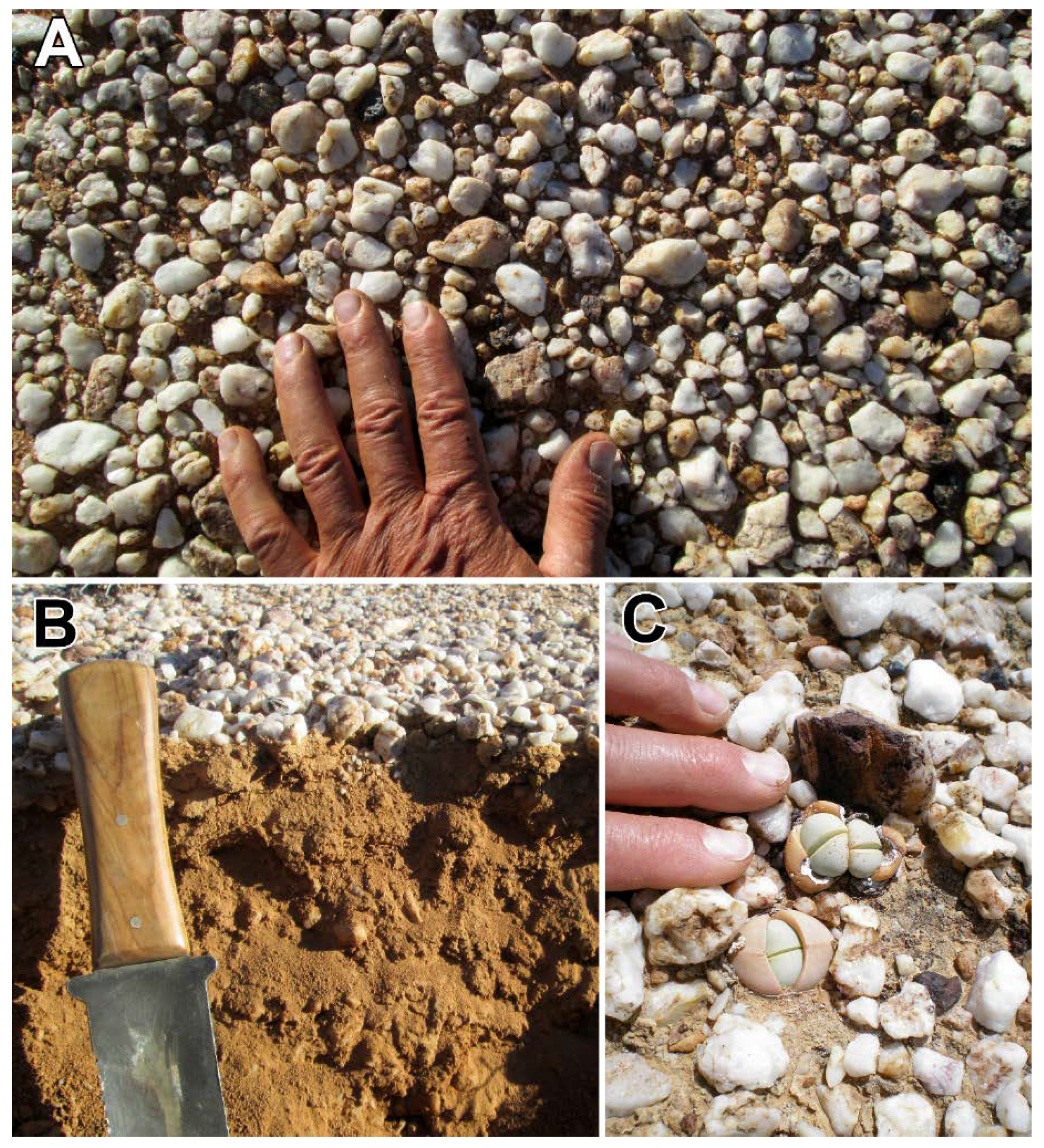 Geosciences 08 00171 g010