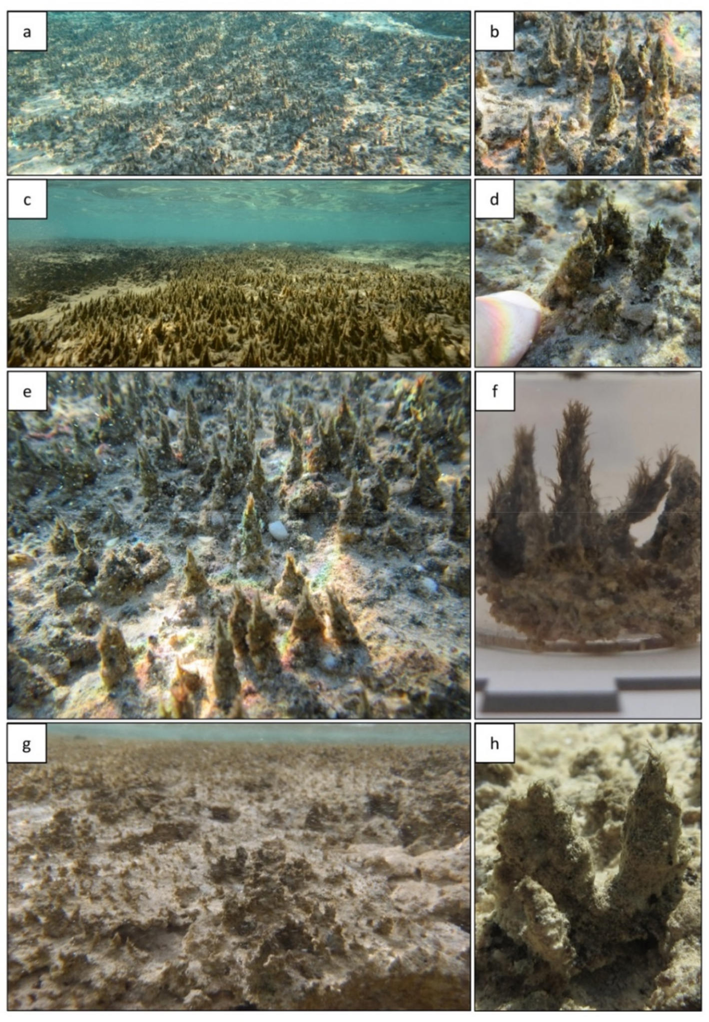 Geosciences 08 00212 g002