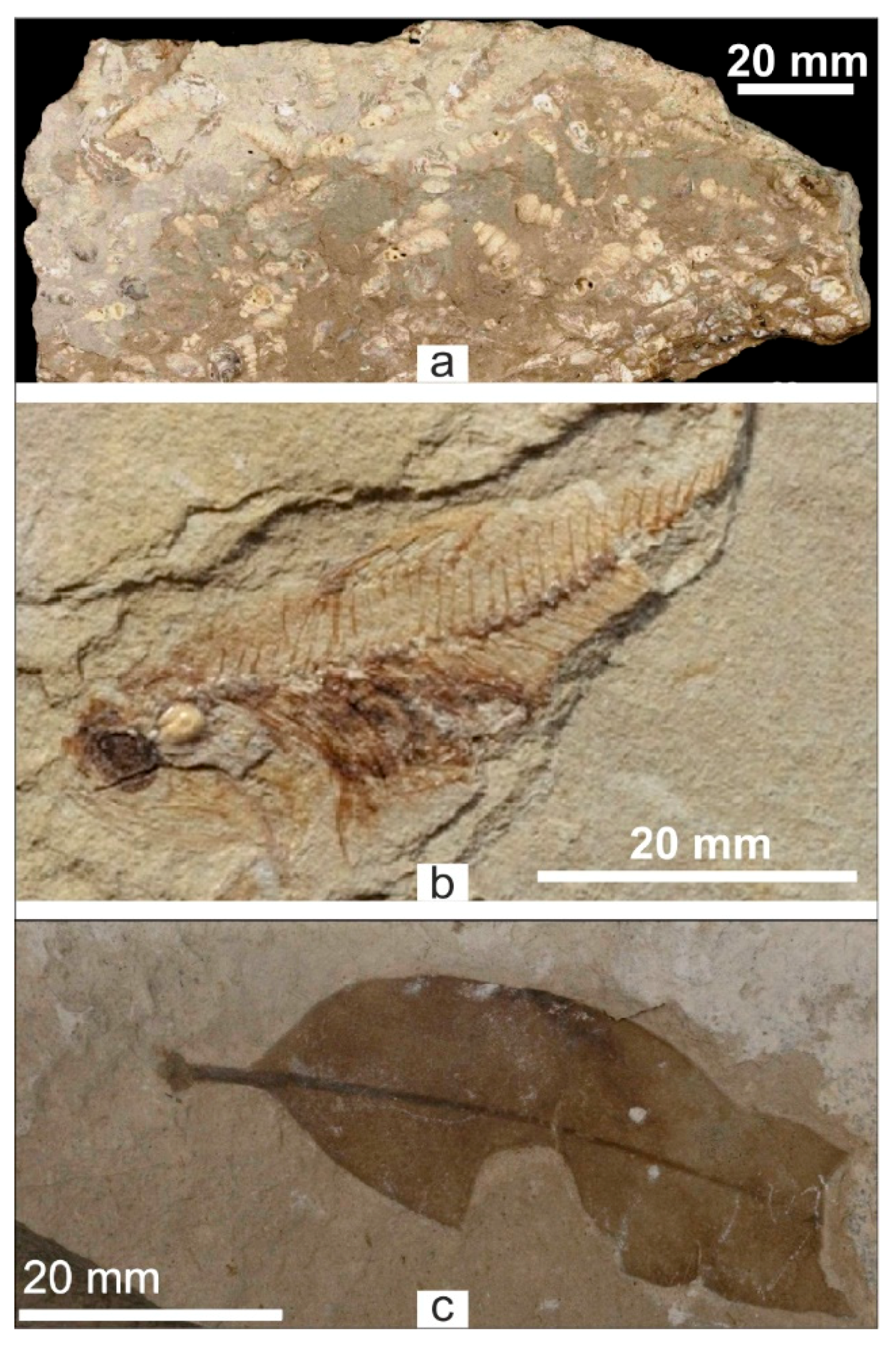 Geosciences 08 00256 g009