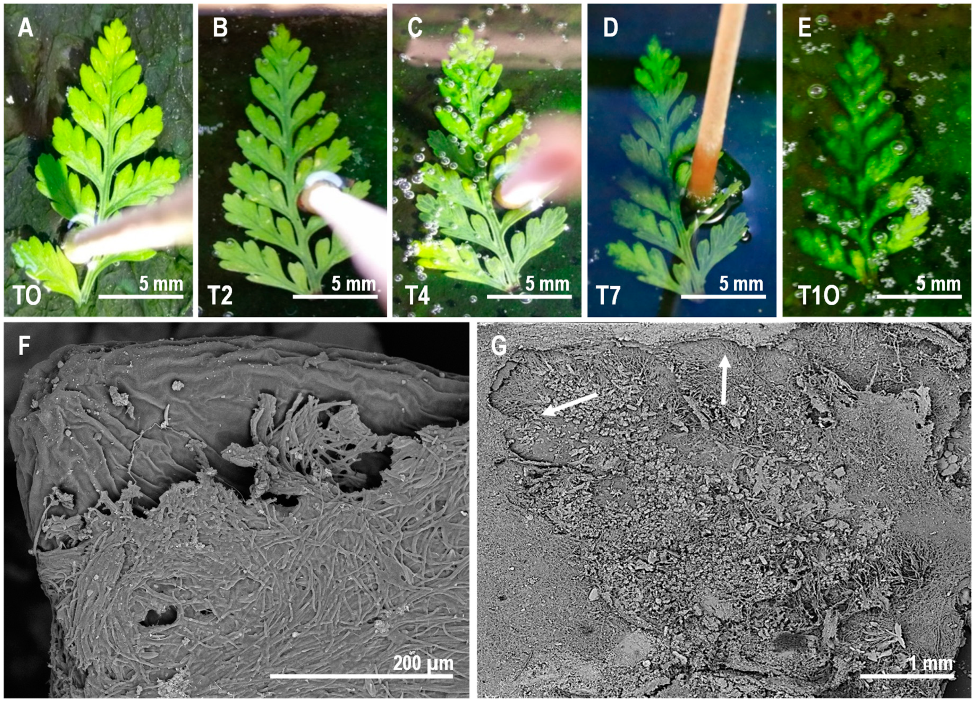 Geosciences 08 00387 g003 Geosciences 08 00387 g003
