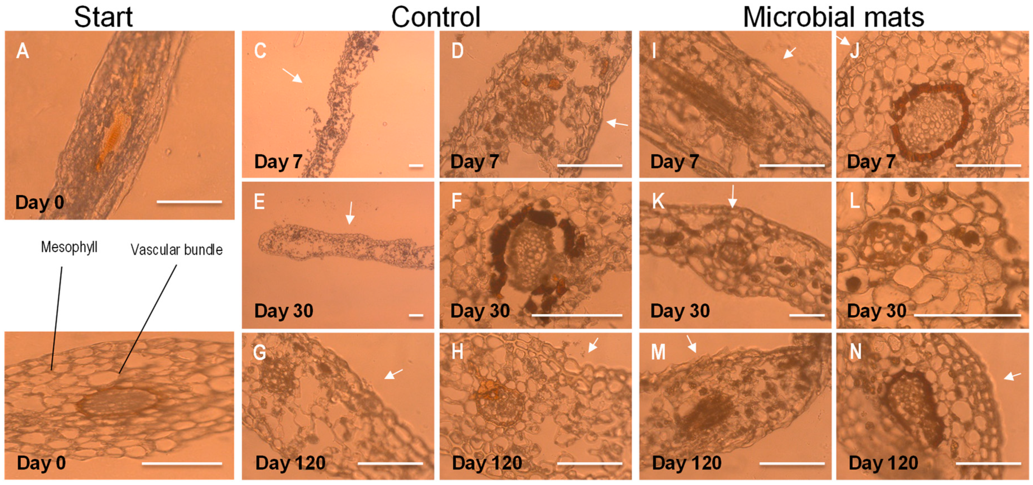 Geosciences 08 00387 g005 Geosciences 08 00387 g005