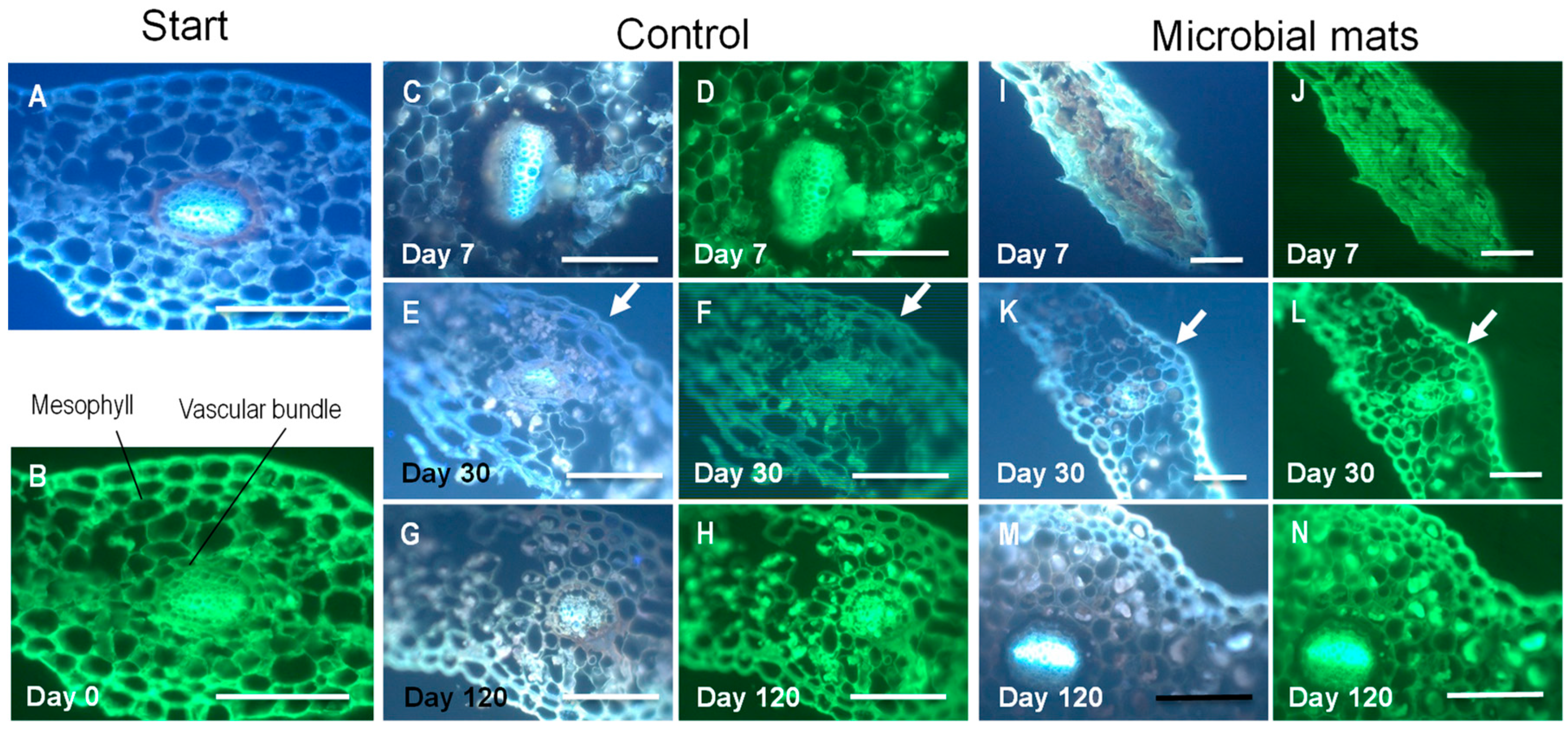 Geosciences 08 00387 g006 Geosciences 08 00387 g006