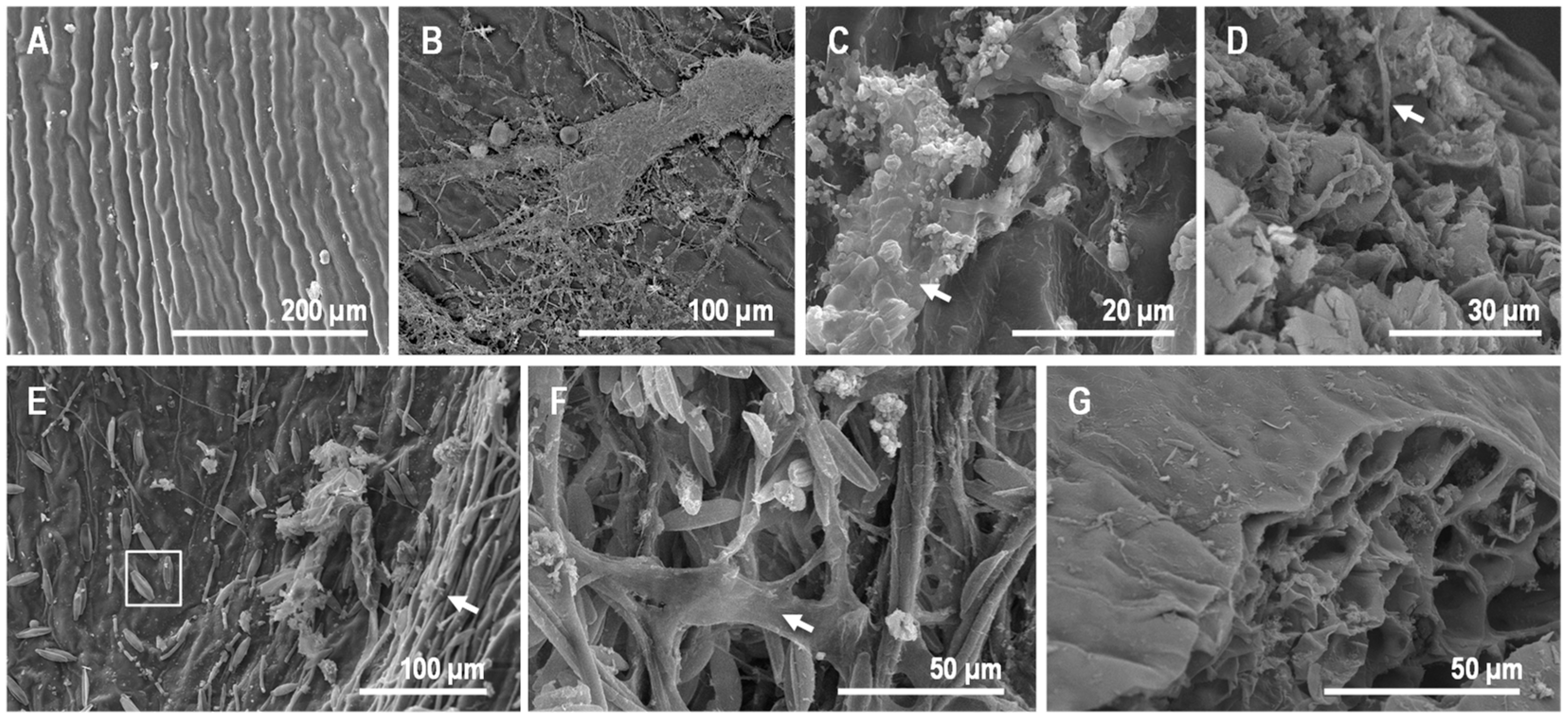 Geosciences 08 00387 g007 Geosciences 08 00387 g007