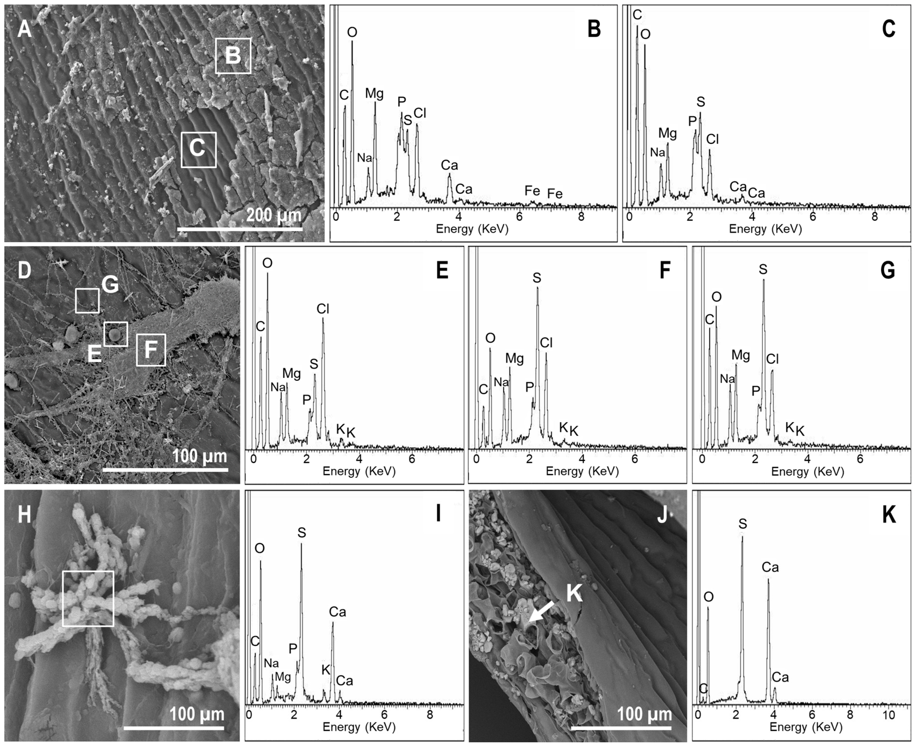 Geosciences Free FullText Plant Tissue Decay in LongTerm