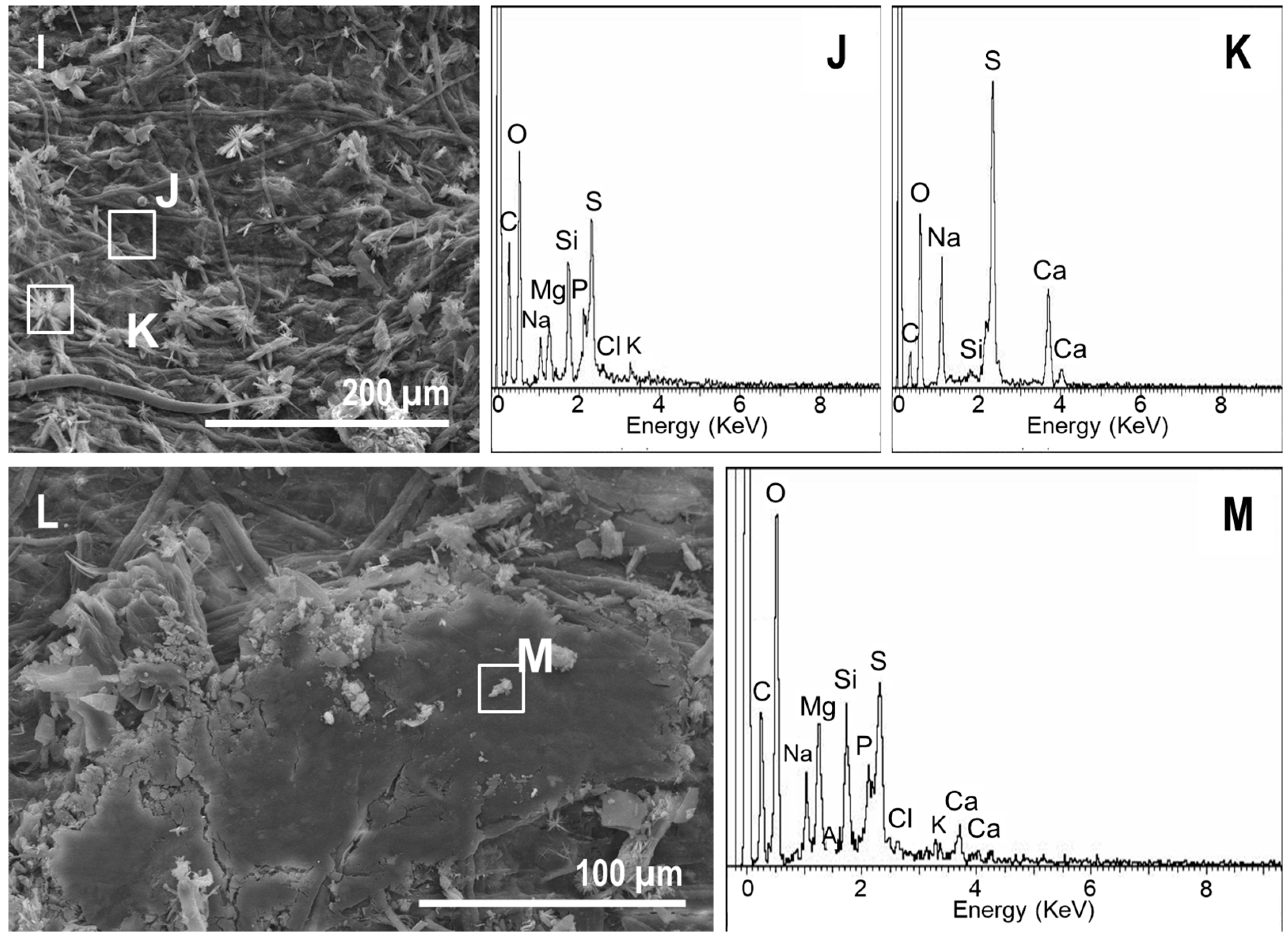 Geosciences Free FullText Plant Tissue Decay in LongTerm