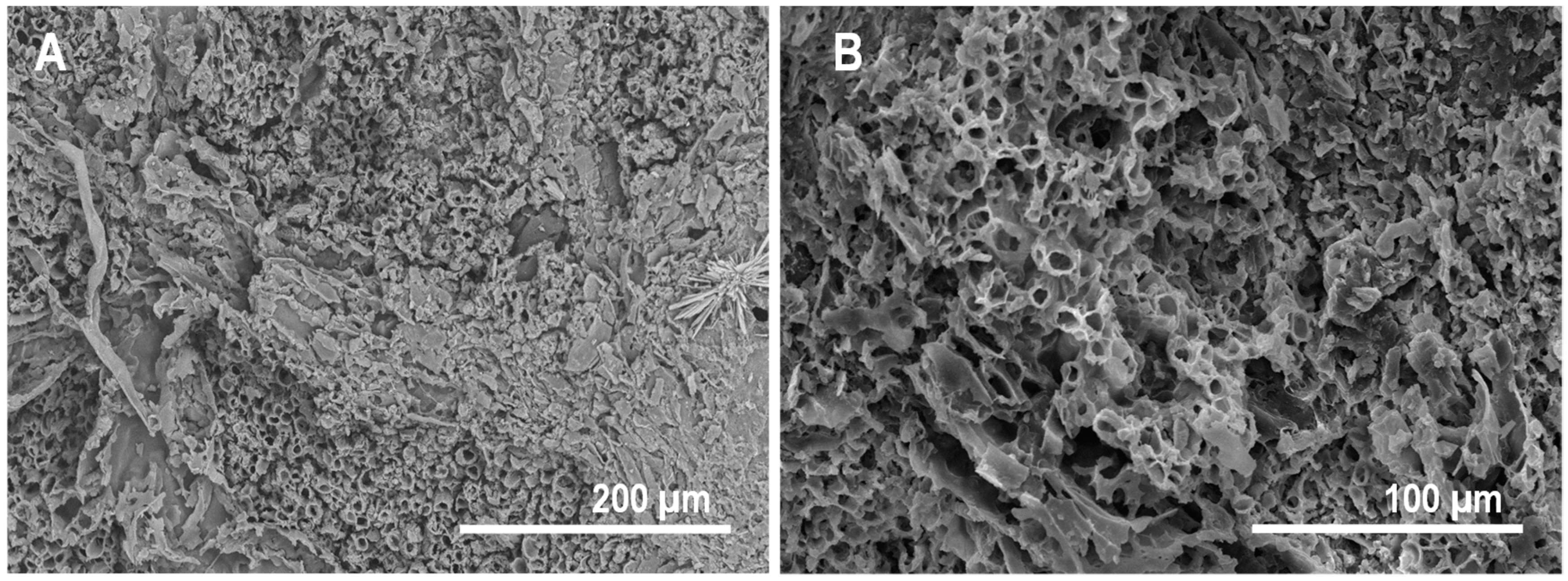 Geosciences Free FullText Plant Tissue Decay in LongTerm