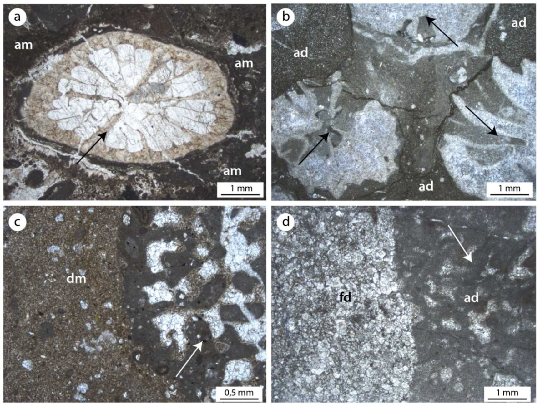 Geosciences | Free Full-Text | Autochthonous Micrite to Aphanodolomite: The  Microbialites in the Dolomitization Processes