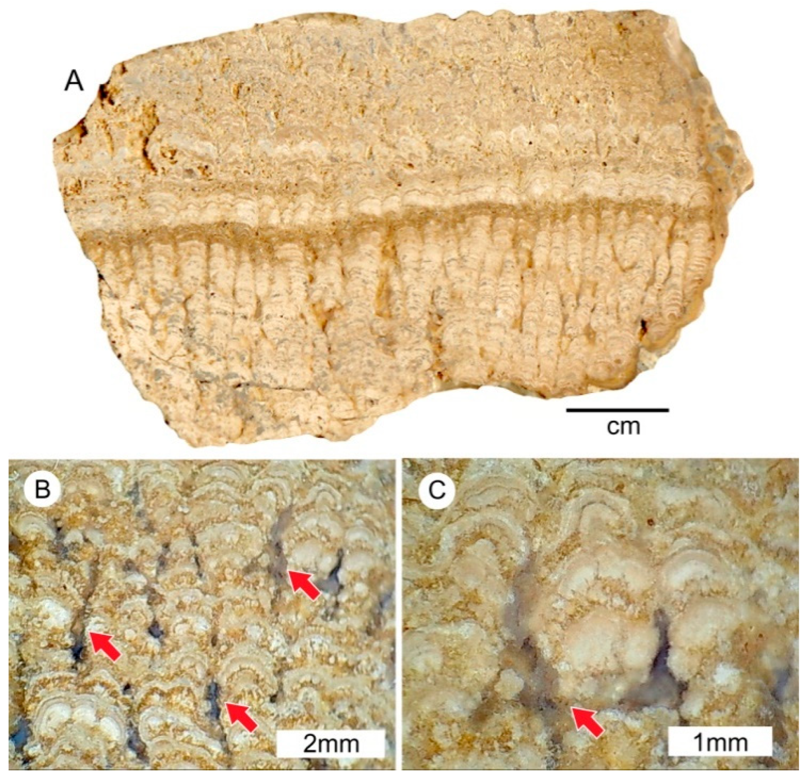 Geosciences 09 00035 g008 Geosciences 09 00035 g008