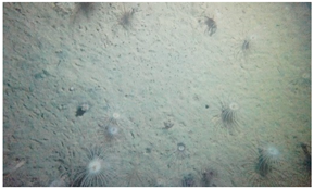 Geosciences 09 00126 i001