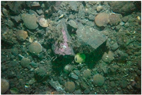 Geosciences 09 00126 i003