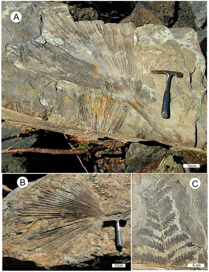 Help On ID for Misc. Lance Formation Fossils - Fossil ID - The Fossil Forum