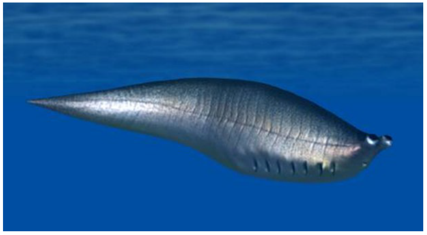 Geosciences | Free Full-Text | Cambrian Chordates and Vetulicolians Geosciences | Free Full-Text | Cambrian Chordates and Vetulicolians