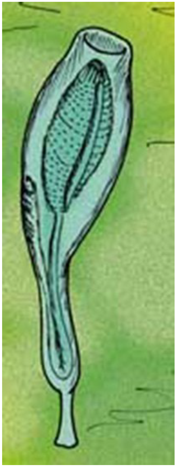 Geosciences 09 00354 g004