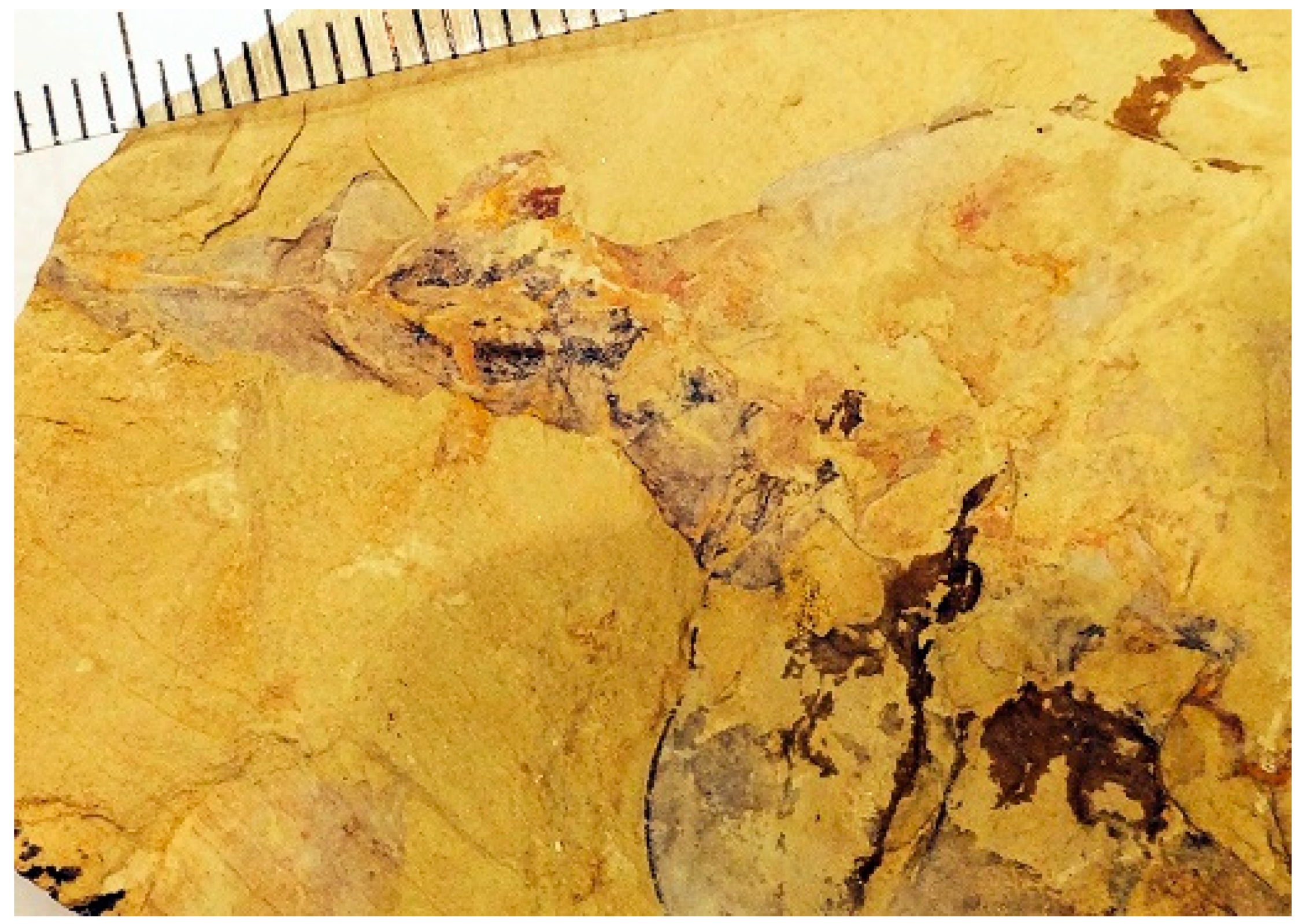 Geosciences 09 00354 g019